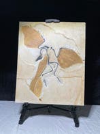 REPLICA - Fossiel skelet - Archaeopteryx - 49 cm - 40 cm
