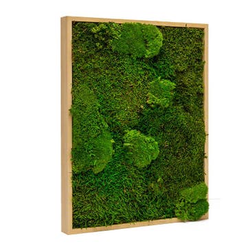 Mosschilderij Lappenmos-Bolmos 30x40 cm Blank Hout - Boras, Verzenden, Nieuw