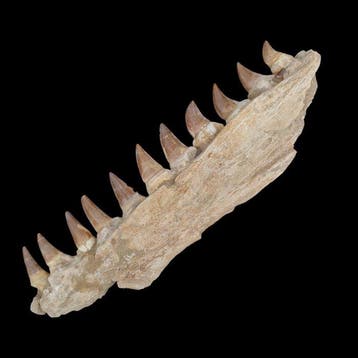 Mâchoire fossile de mosasaure - Mâchoire fossilisée -