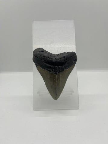 Megalodon - Fossiele tand - 8.5 cm - 7 cm