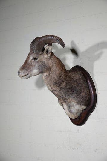 Large Mouflon head-mount Taxidermie wandmontage - Ovis a., Nieuw