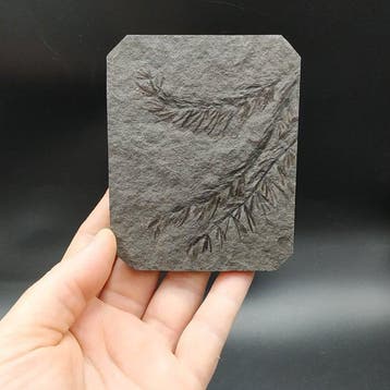 Prêles - Matrice de plaque fossilisée - Asterophyllites