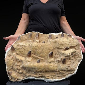 Spectaculaire mosasaurus-kaak Curry Prognathodon –, Verzamelen