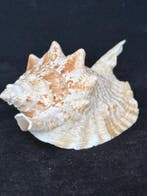 Escargot de mer Coquillage marin - S-244 STROMBUS GALLUS, Nieuw