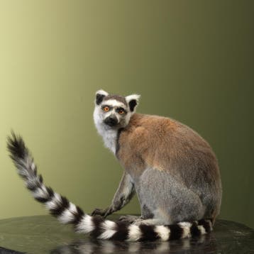 Ringstaartmaki Taxidermie Opgezette Dieren By Max, Ophalen of Verzenden, Opgezet dier