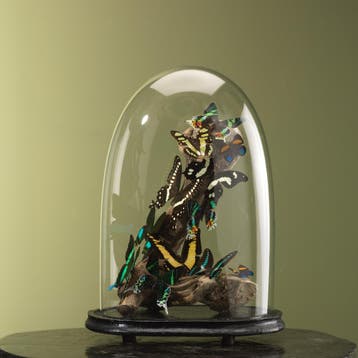 Vlinders in Antieke Stolp Taxidermie Opgezette Dieren By Max, Ophalen of Verzenden, Opgezet dier