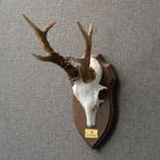 Reebok Gewei Taxidermie Opgezette Dieren By Max, Ophalen of Verzenden, Opgezet dier