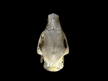 Capibara Taxidermie volledige montage - Hydrochoerus, Verzamelen, Nieuw
