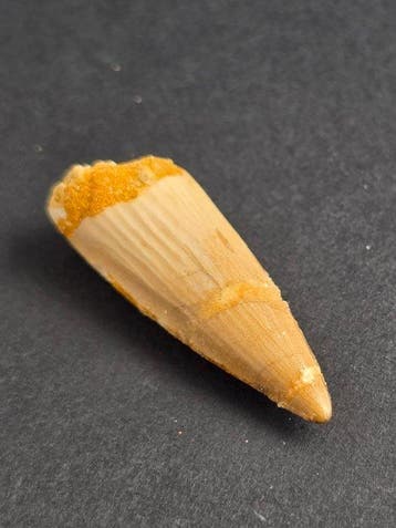Spinosaure - Dent fossile - Spinosaur Aegyptiacus - 4.2 cm