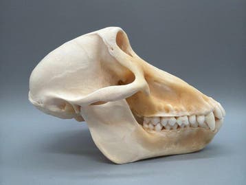 Aap Schedel van een zoogdier - Papio Ursinus - 10 cm - 10 cm, Nieuw
