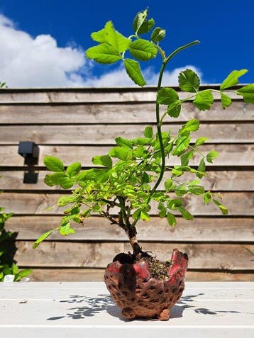 Rosa SP bonsai in prachtige bonsaischaal - Hoogte (boom): 20