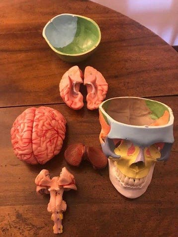 sculptuur, Teschio umano con cervello - 15 cm - Plastic