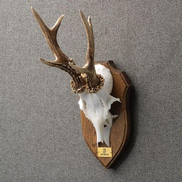 Reebok Gewei Taxidermie Opgezette Dieren By Max, Ophalen of Verzenden, Nieuw, Wild dier, Opgezet dier