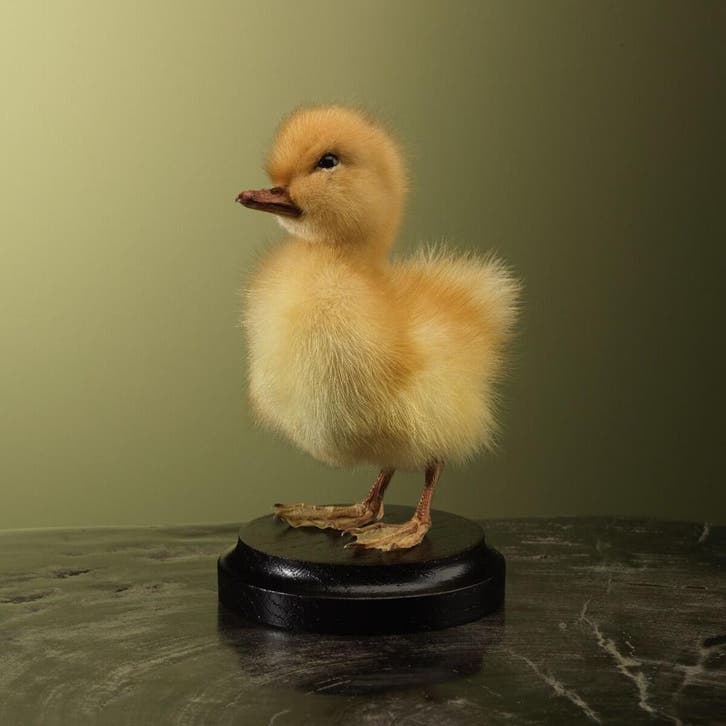 Geel Eendje Taxidermie Opgezette Dieren By Max, Verzamelen, Dierenverzamelingen, Opgezet dier, Nieuw, Vogel, Ophalen of Verzenden