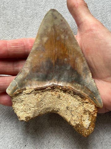 Grote Megalodon-tand 13,1 cm - Fossiele tand - Carcharocles