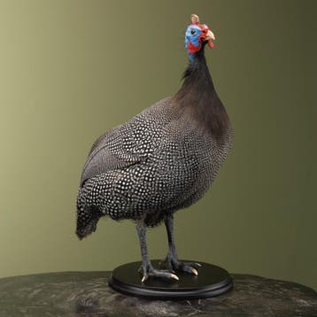 Helmparelhoen Taxidermie Opgezette Dieren By Max, Verzamelen, Ophalen of Verzenden, Nieuw, Vogel, Opgezet dier