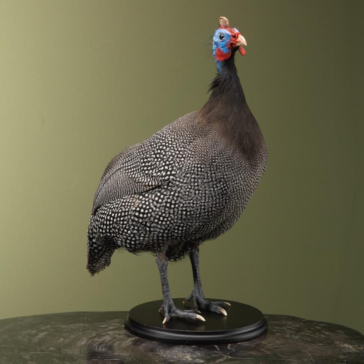 Helmparelhoen Taxidermie Opgezette Dieren By Max, Collections, Collections Animaux, Enlèvement ou Envoi