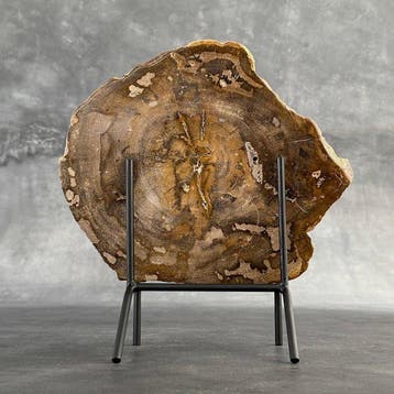 Magnifique tranche de bois pétrifié sur un socle