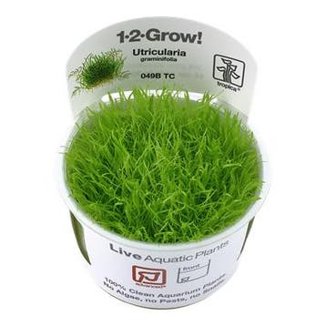 Tropica Utricularia graminifolia 1-2-grow! (advanced), Dieren en Toebehoren, Verzenden, Nieuw