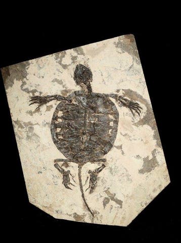 Schildpad - Fossiele plaatmatrix - Manchurochelys - 40 cm -, Verzamelen