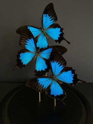 Papillon Support de corps entier pour taxidermie - Papilio, Nieuw