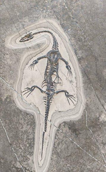 Gefossiliseerd dier - 2 Keichousaurus - 32 cm - 23.5 cm