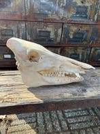 Wild zwijn Schedel van een zoogdier - Sus scrofa - 17 cm -, Verzamelen, Dierenverzamelingen, Nieuw