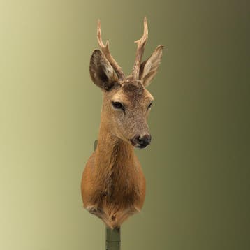 Reebok Zomervacht Taxidermie Opgezette Dieren By Max, Ophalen of Verzenden, Opgezet dier