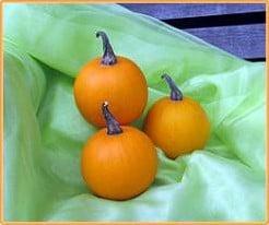 Ball Orange kalebas, Nieuw