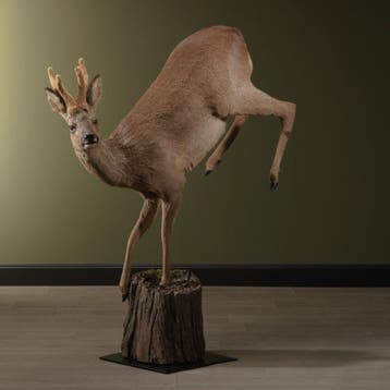 Reebok Springend Taxidermie Opgezette Dieren By Max, Verzamelen, Dierenverzamelingen, Ophalen of Verzenden, Nieuw, Wild dier, Opgezet dier