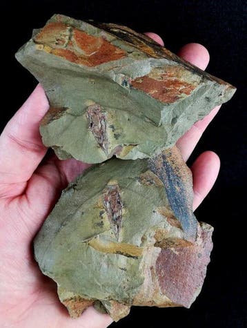 Enigmatisch primitief dier!!! - Conularia - Gefossiliseerd