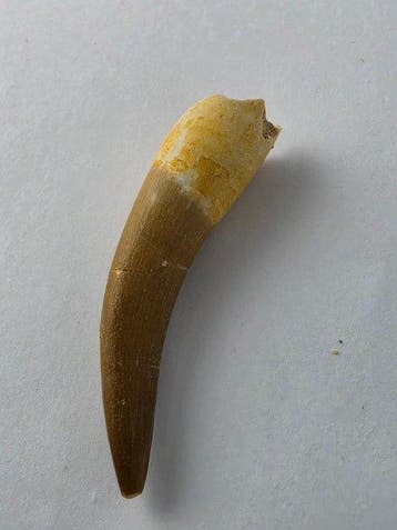 Plesiosaurus - Fossiele tand - Fossil Tooth of Plesiosaur -, Collections