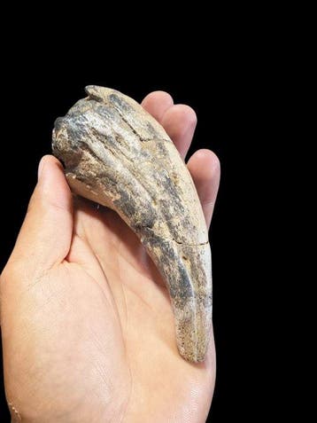 Énorme griffe de dinosaure - Griffe fossilisée - Suchomimus