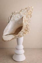 Gastéropode Coquillage marin - Totufa bobo (Sans prix de