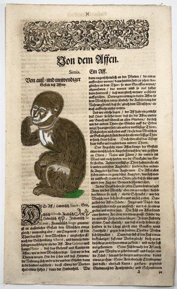 Conrad Gessner [1516-1565]; Folio with 2 woodcuts - Ape