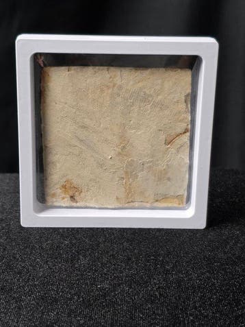 Vis - Gefossiliseerd dier - Lycoptera - 11 cm (Zonder