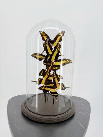 Ulysses vlinders Taxidermie volledige montage - Papilio