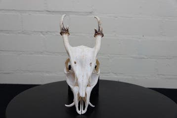 Reeves Muntjac Skull Schedel - Muntiacus reevesi - 26 cm -, Collections
