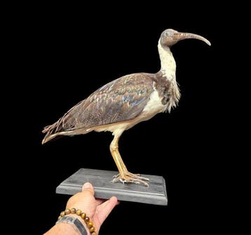 Australische strohnekibis - taxidermied vogel op houten, Nieuw