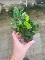 Anubias Nana (Aquariumplanten, Aquarium producten), Dieren en Toebehoren, Verzenden, Nieuw, Plant(en), Steen of Hout