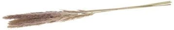 Pampas Grass Jaxx Natural 65-75 cm 6 stuks, Nieuw