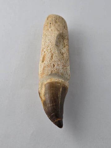 Mosasaurus - Fossiele tand - 12 cm (Zonder minimumprijs), Verzamelen, Mineralen en Fossielen