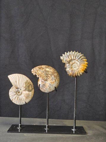Ammoniet - Gefossiliseerd dier - 3 Ammonite Fossils on