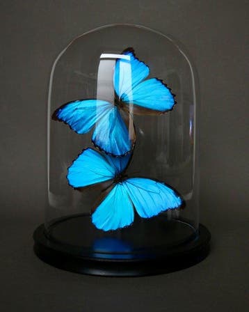 Vlinder Taxidermie volledige montage - Morpho didius - 30 cm, Nieuw