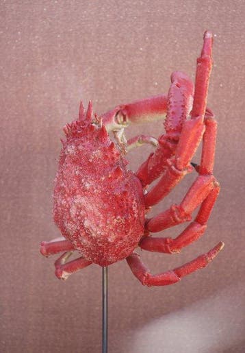 Crabe Support de corps entier pour taxidermie - Maja