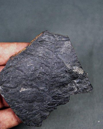 Paleobotanische fossiele plant - Gefossiliseerde plant -