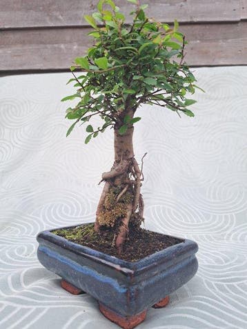 Chinese iep bonsai (Ulmus parviflora) - Hoogte (boom): 20 cm