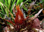 Cryptocoryne walkeri - In Vitro, Dieren en Toebehoren, Verzenden, Nieuw