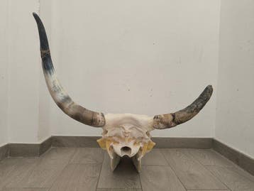 Koe Schedel van een zoogdier - Bos taurus - 52 cm - 58 cm -