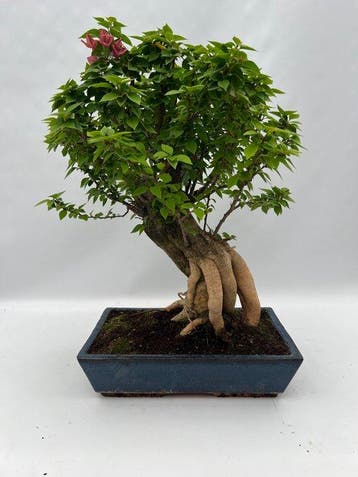 Bonsaï Bougainvillier (Bougainvillea glabra) - Hauteur